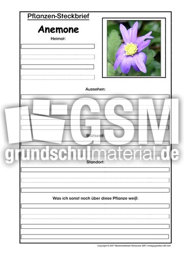 Pflanzensteckbrief-Anemone.pdf